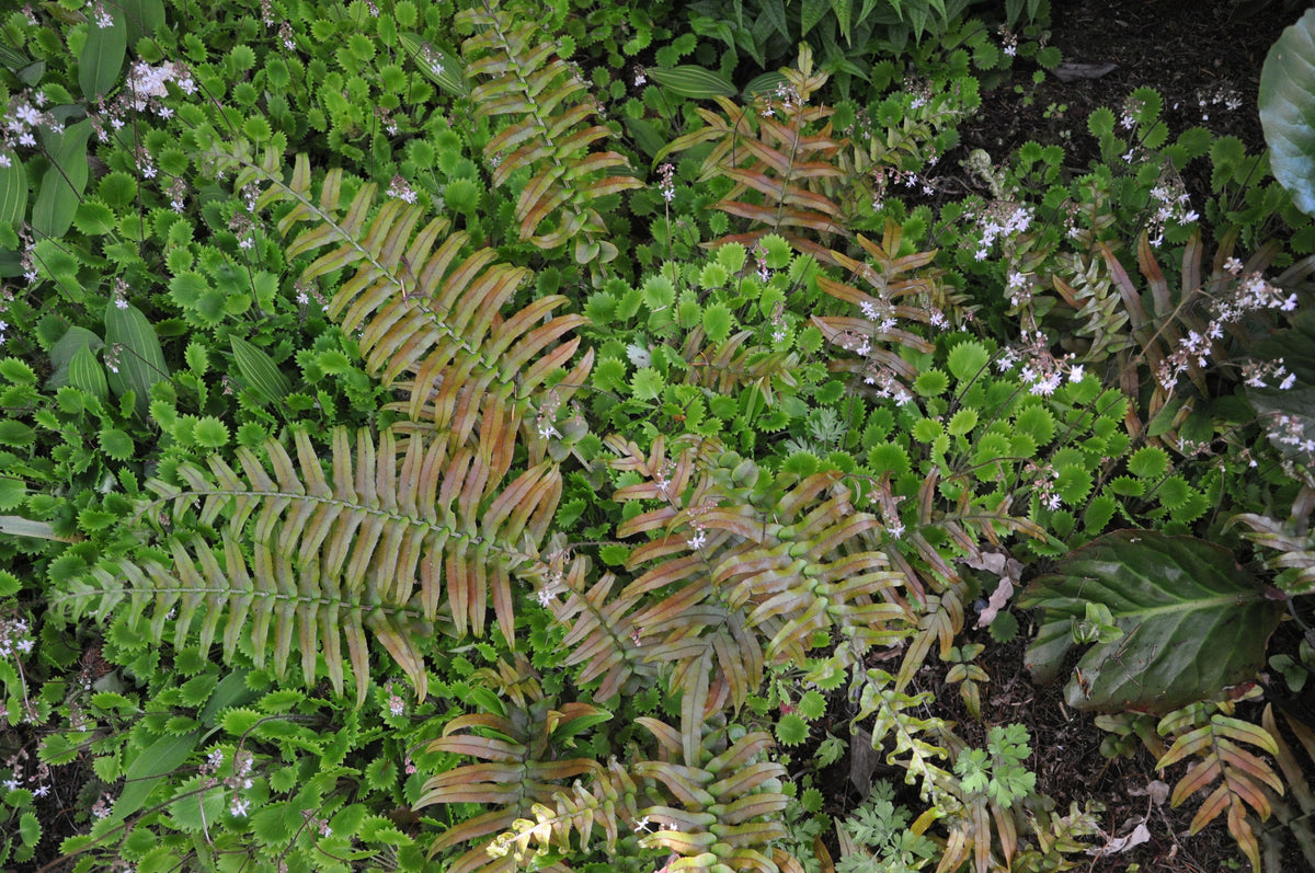 Parablechnum novae-zelandiae (Palm-Leaf Fern, Kiokio)