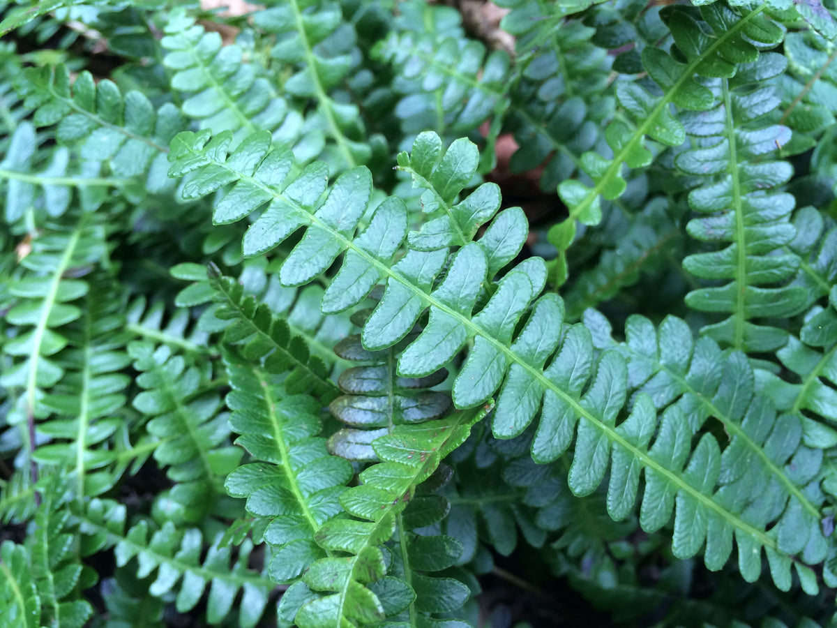 Austroblechnum penna-marina (Alpine Water Fern)