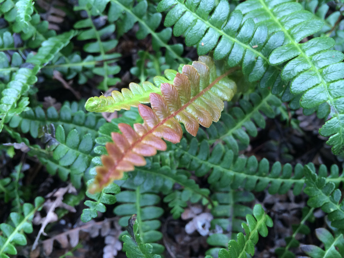 Austroblechnum penna-marina (Alpine Water Fern)