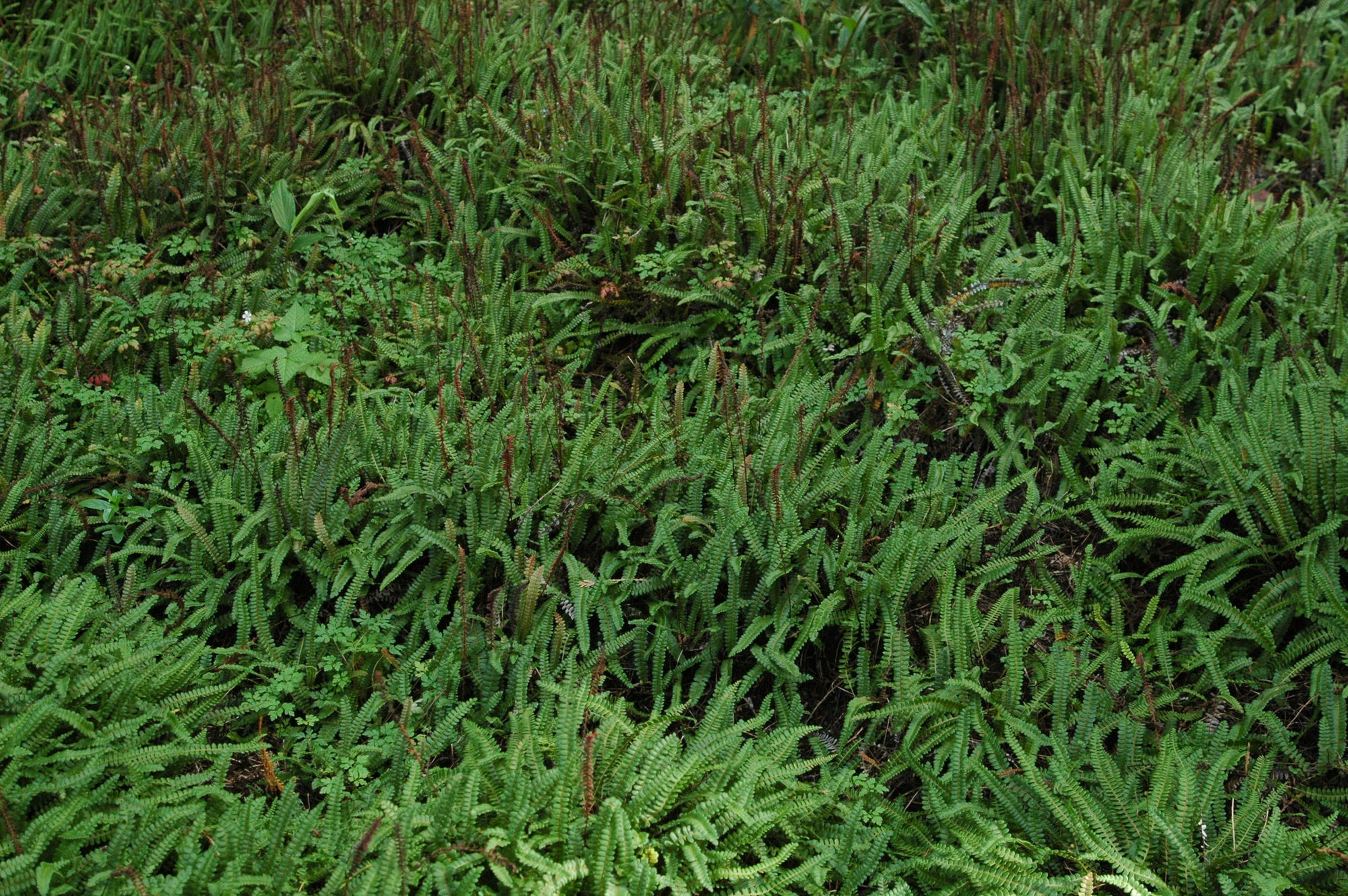 Austroblechnum penna-marina (Alpine Water Fern)