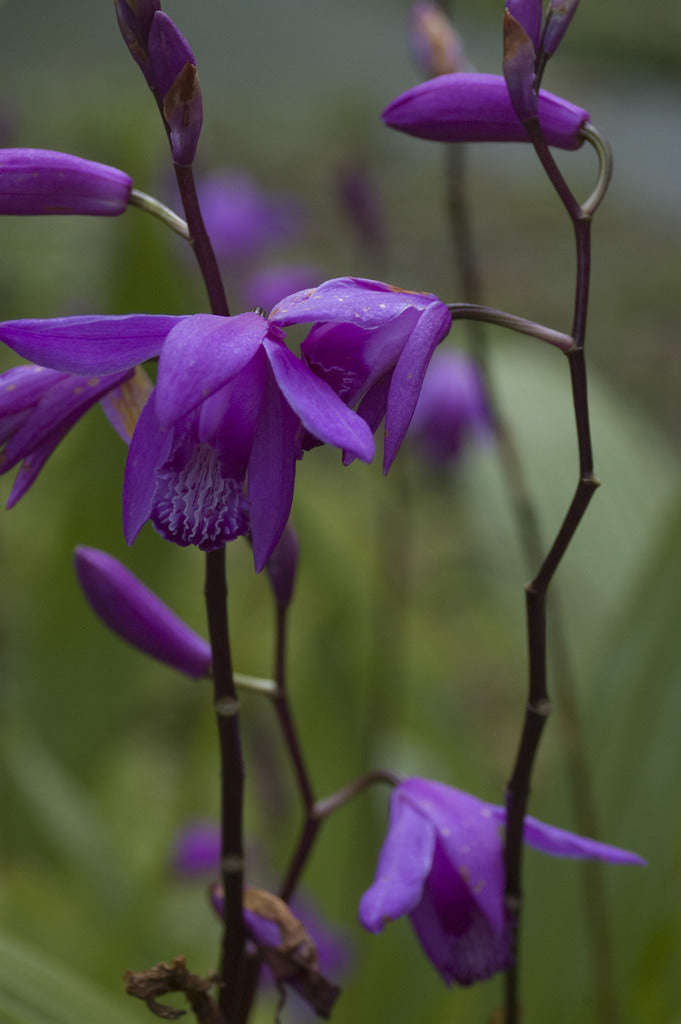 Bletilla striata (Chinese Ground Orchid)