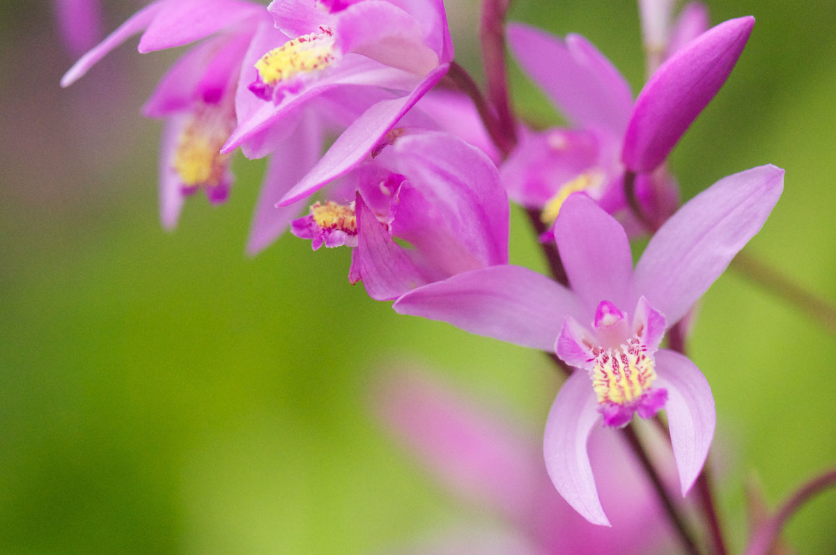 Bletilla striata x Yokohama &#39;Kate&#39; (Chinese Ground Orchid)