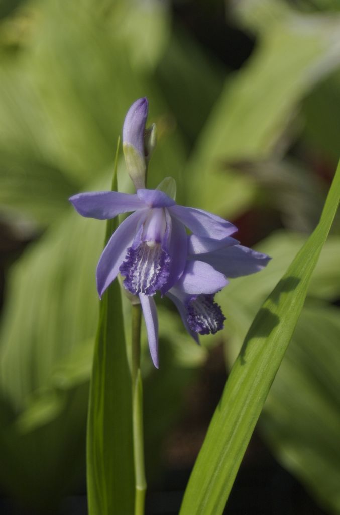 Bletilla striata ‘Murasaki Shikibu’   (Chinese Ground Orchid)