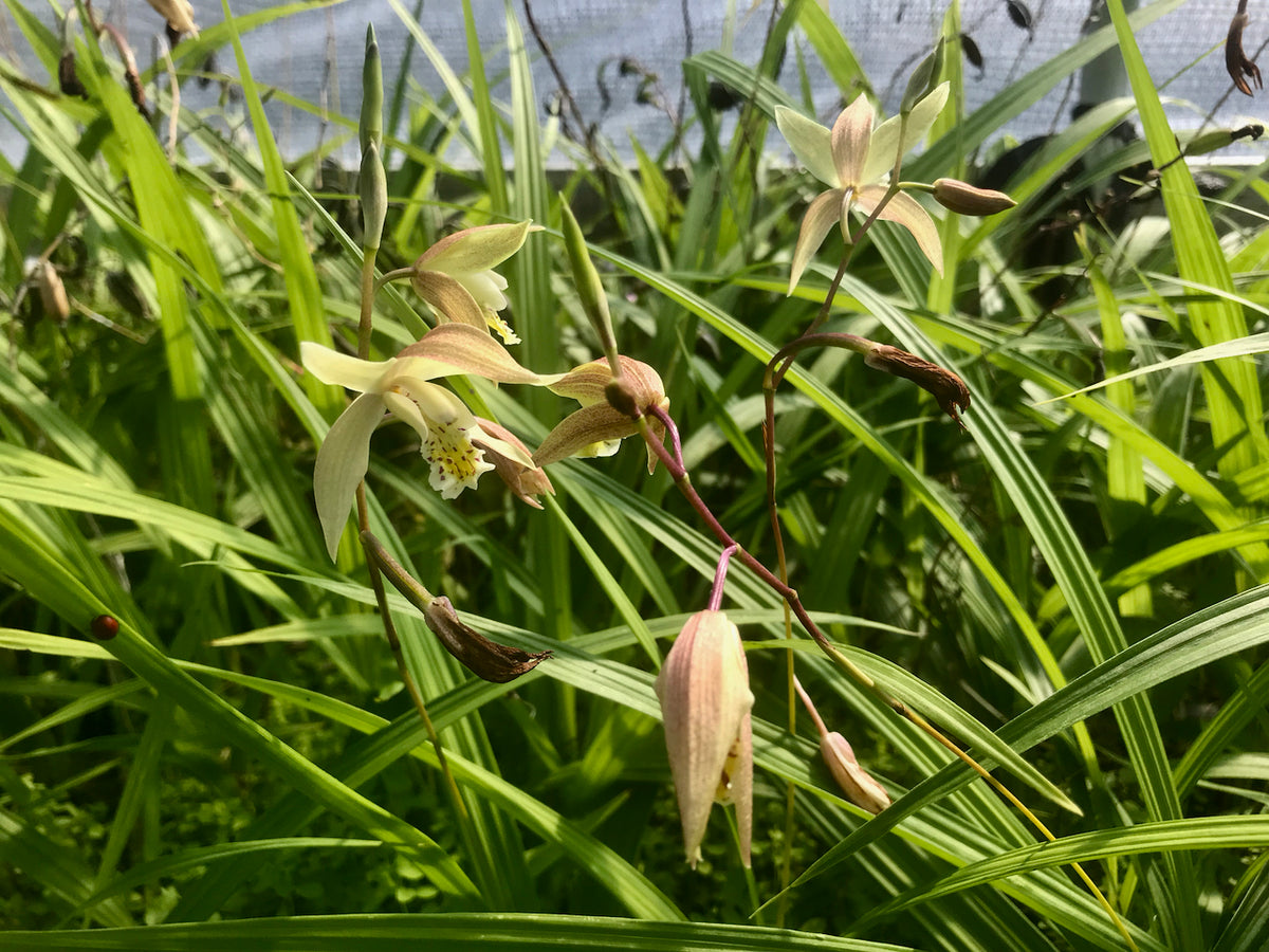 Bletilla ochracea &#39;Imperial Dragon&#39; (Chinese Ground Orchid)