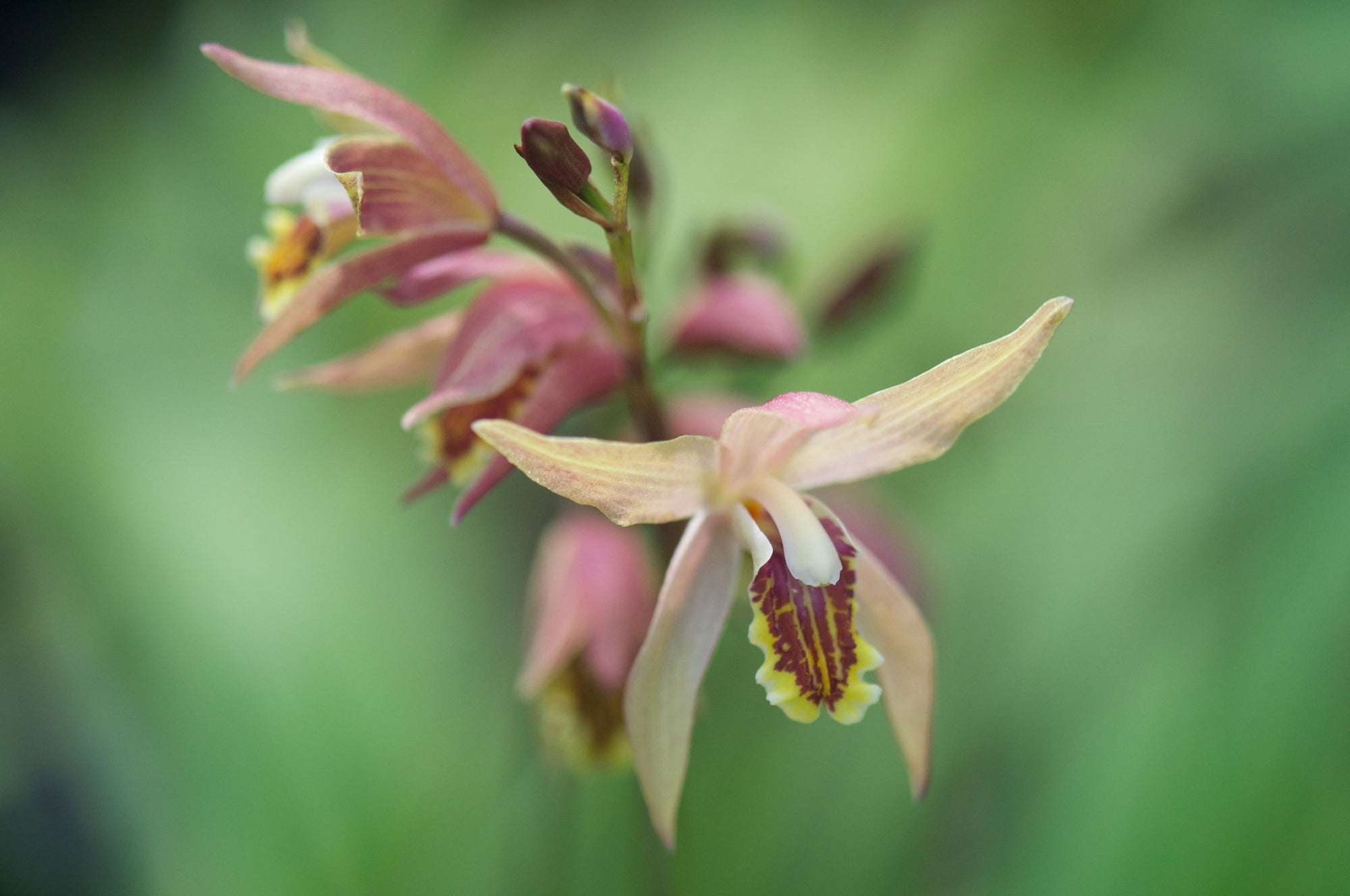 Bletilla ochracea 'Terracotta Warrior' (Chinese Ground Orchid)