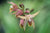 Bletilla ochracea 'Terracotta Warrior' (Chinese Ground Orchid)
