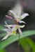 Bletilla ochracea 'Terracotta Princess' (Chinese Ground Orchid)