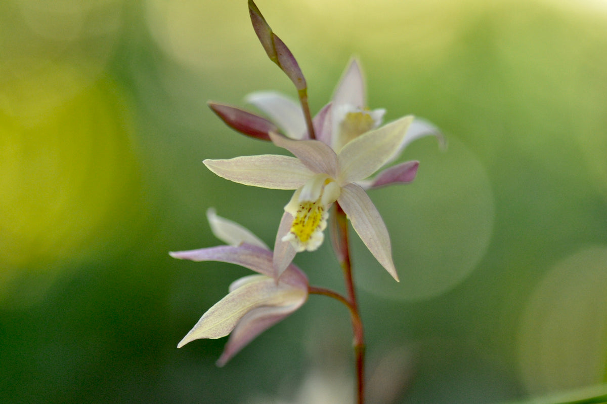 Bletilla ochracea &#39;Terracotta Princess&#39; (Chinese Ground Orchid)