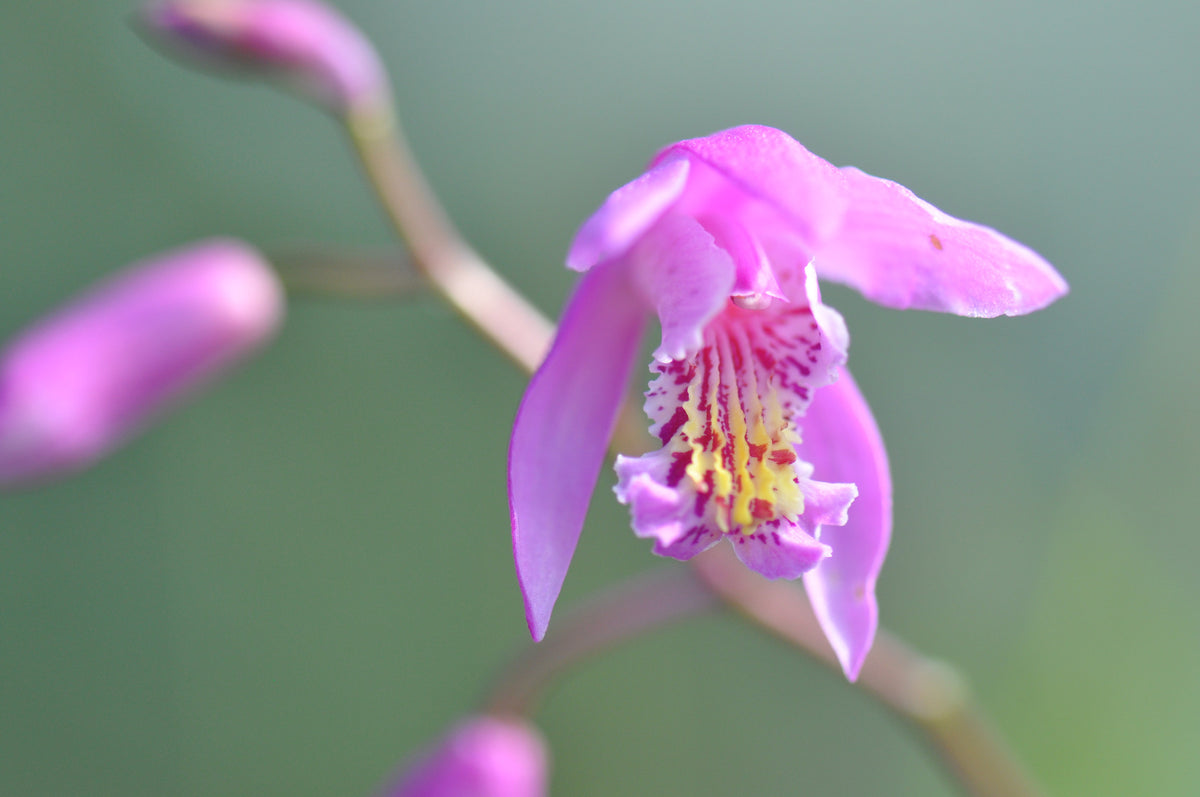 Bletilla striata &#39;Peaches And Cream&#39; (Chinese Ground Orchid)