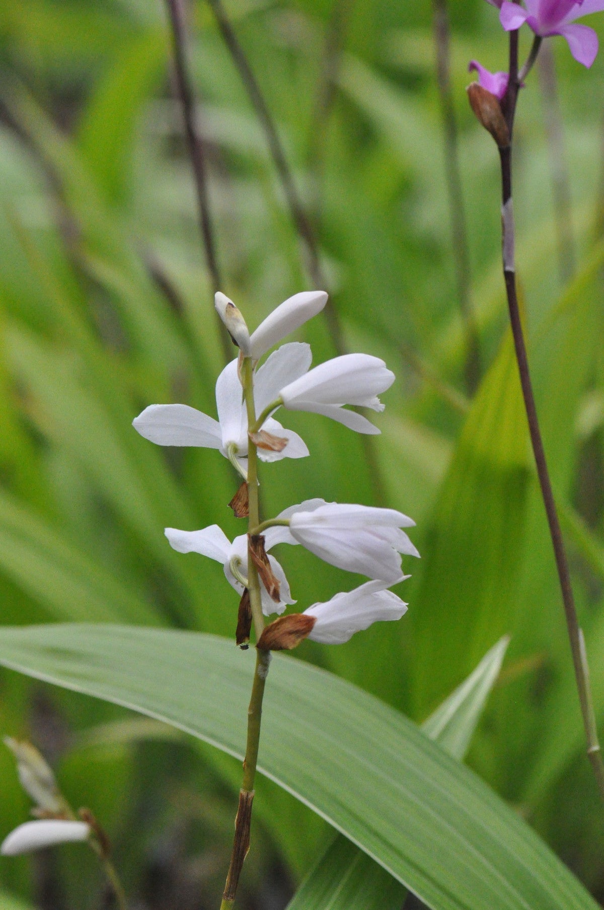 Bletilla striata &#39;Alba&#39; (Chinese Ground Orchid)
