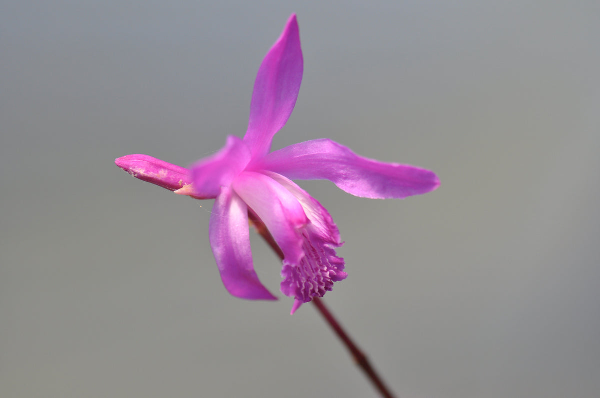 Bletilla striata &#39;Big Bob&#39; (Chinese Ground Orchid)