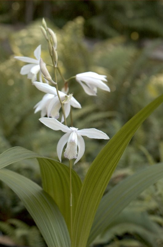 Bletilla striata &#39;Junpaku&#39; (White Chinese Ground Orchid)