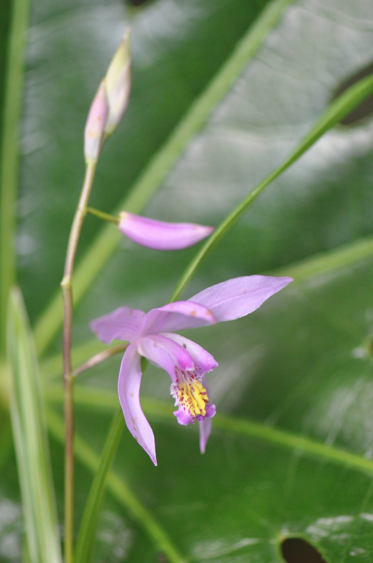 Bletilla striata x Yokohama &#39;Kate&#39; (Chinese Ground Orchid)