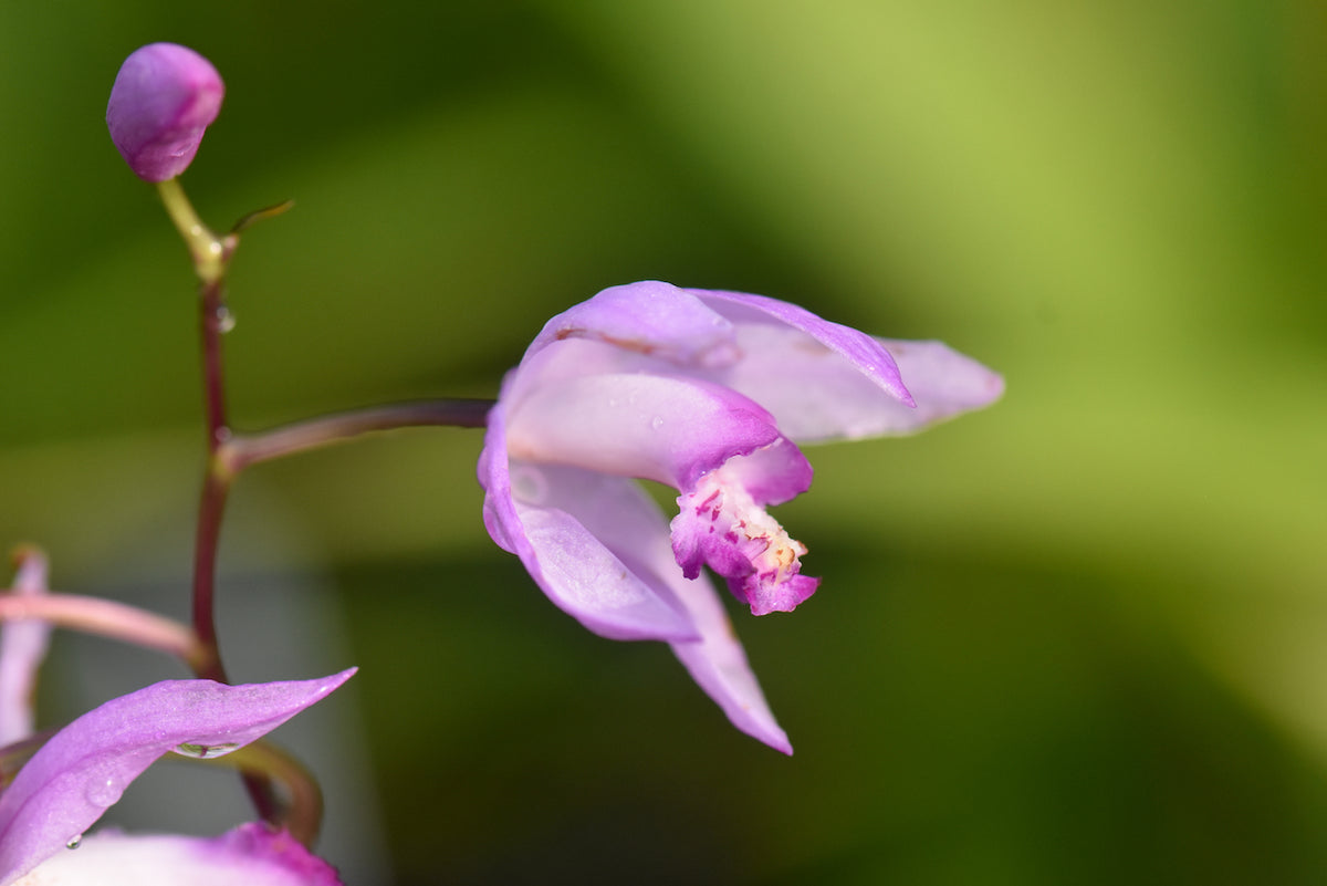 Bletilla formosana (Chinese Ground Orchid) syn. Bletilla yunnanensis