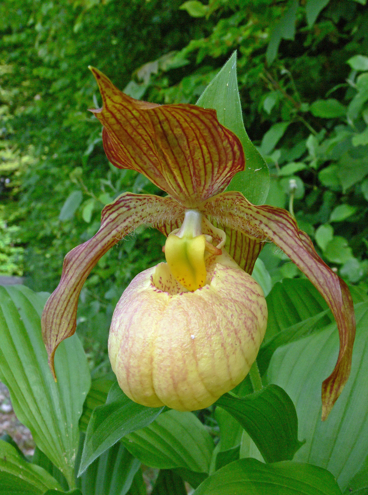 Cypripedium &#39;Blondi&#39; (Hardy Orchid)