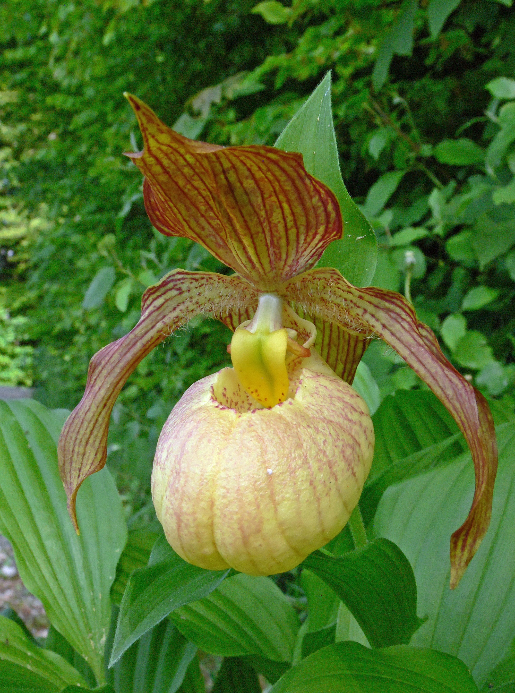 Cypripedium 'Blondi' (Hardy Orchid)