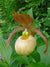 Cypripedium 'Blondi' (Hardy Orchid)