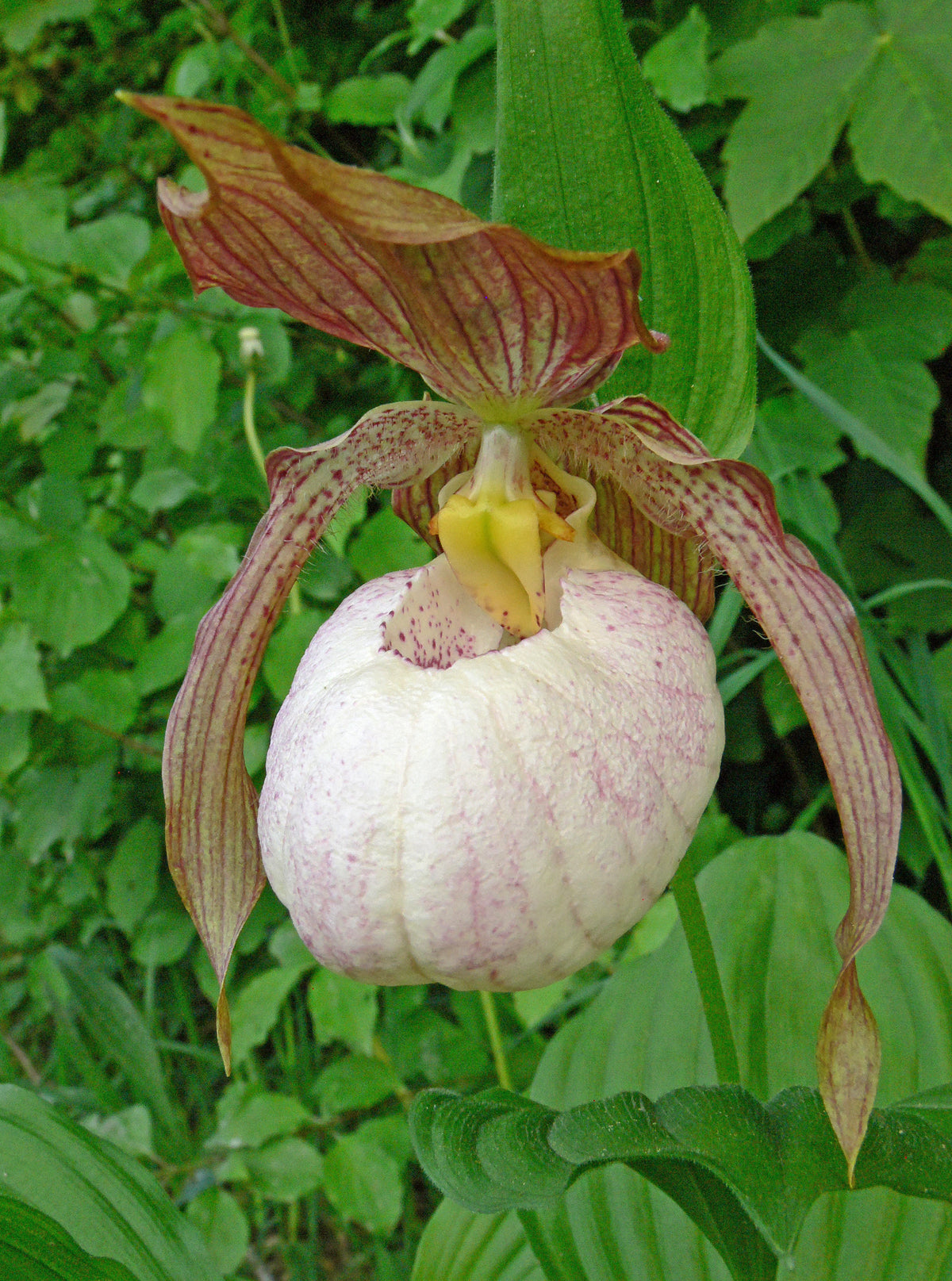 Cypripedium &#39;Blondi&#39; (Hardy Orchid)