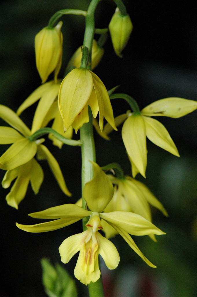 Calanthe sieboldii (Japanese Hardy Orchid)