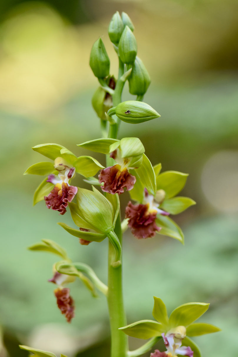 Calanthe tricarinata (Japanese Hardy Orchid)