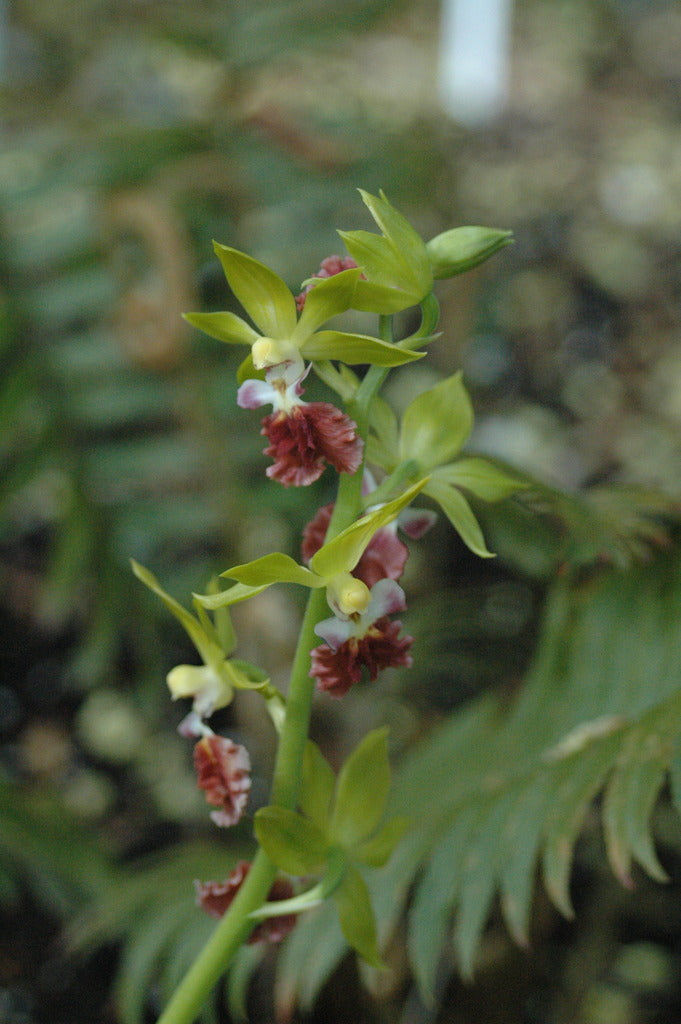 Calanthe tricarinata (Japanese Hardy Orchid)
