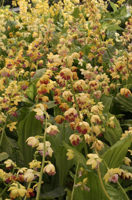 Calanthe ‘Yellow Lipstics’   (Hardy Ground Orchid)