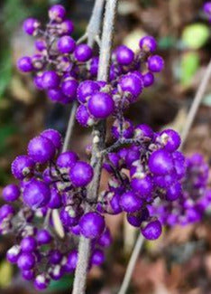 Callicarpa x &#39;Plump &amp; Plentiful&#39;(Purple Giant Beautyberry)
