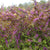 Callicarpa dichotoma 'Early Amethyst' (Early Amethyst Beautyberry)