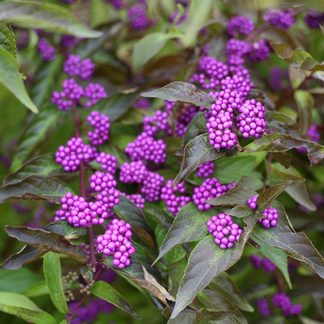 Callicarpa dichotoma &#39;Early Amethyst&#39; (Early Amethyst Beautyberry)