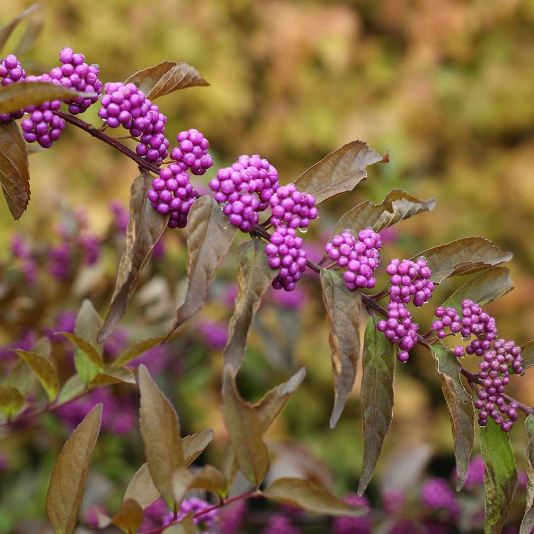 Callicarpa dichotoma &#39;Early Amethyst&#39; (Early Amethyst Beautyberry)
