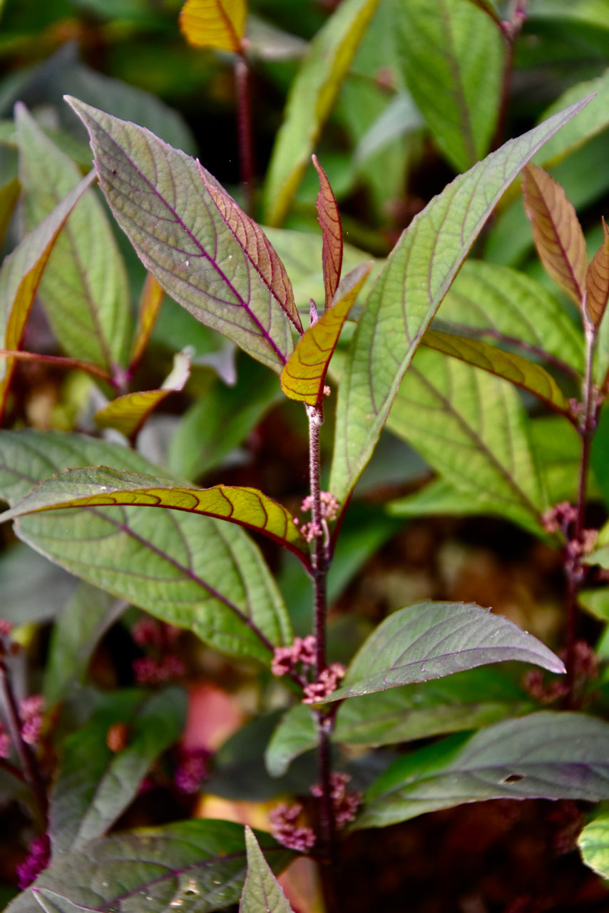 Callicarpa 'Pearl Glam' (Purple Leaf Beautyberry) - Keeping It Green Nursery