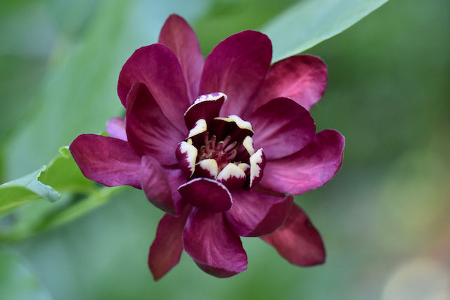 Calycanthus &#39;Aphrodite&#39; PP#24014  (Hybrid Spice Bush)