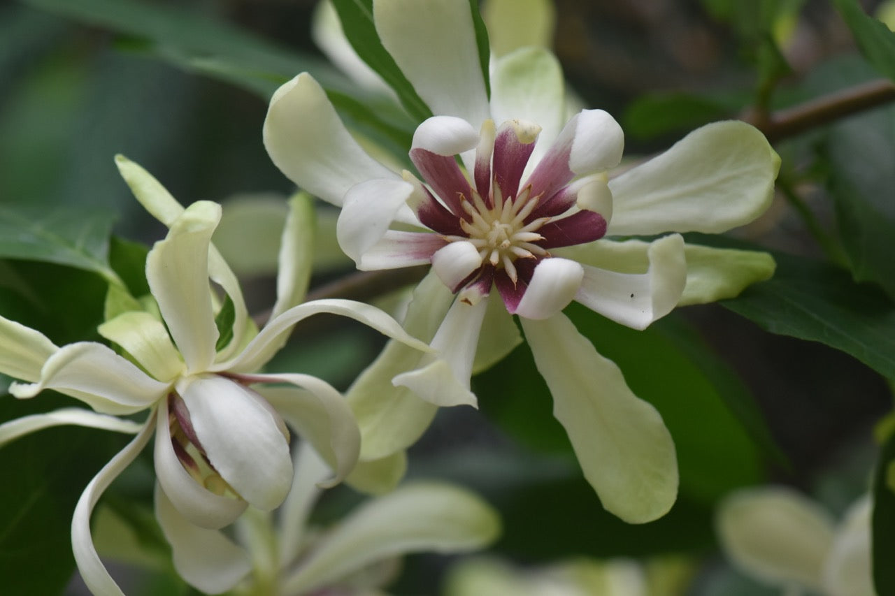 Calycanthus 'Venus' PP#15925  (Hybrid Spice Bush)