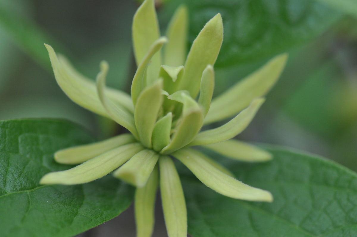 Calycanthus floridus &#39;Athens&#39; (Spice Bush)