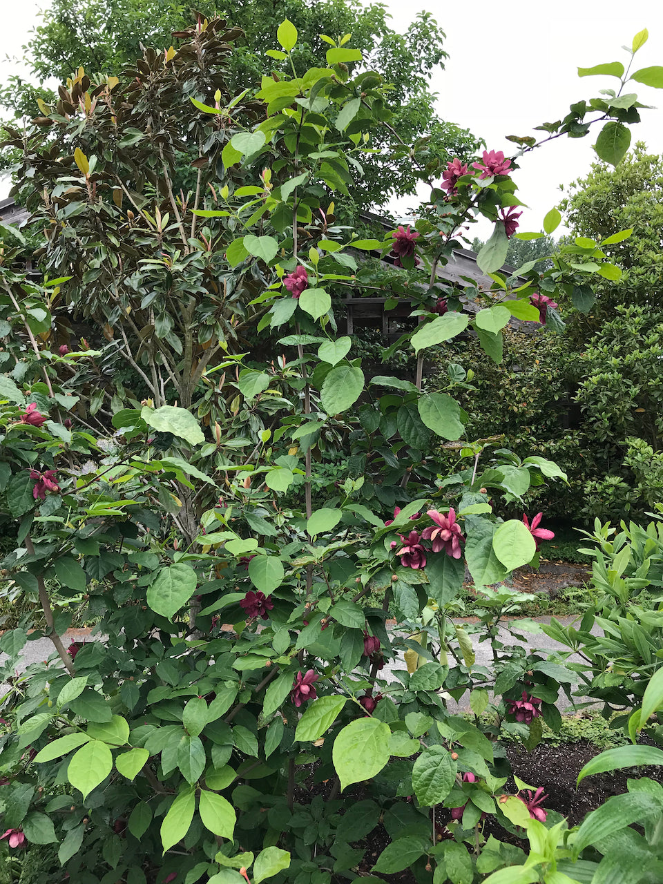 Calycanthus x raulstonii &#39;Hartlage Wine&#39;   (Hybrid Spice Bush) Keeping It Green Nursey