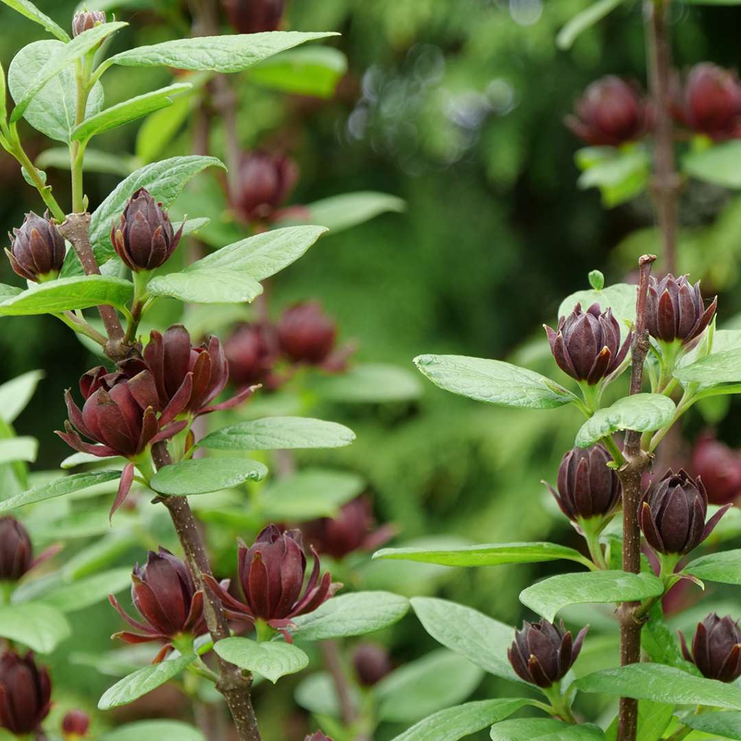 Calycanthus floridus &#39;Simply Scentsational&#39;  (Sweetshrub)