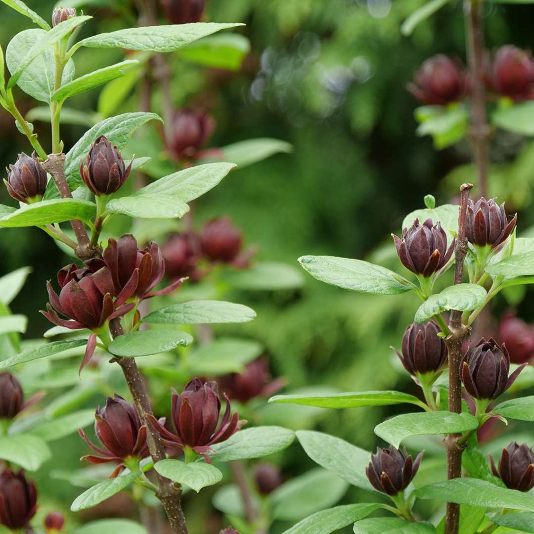 Calycanthus floridus 'Simply Scentsational'  (Sweetshrub)
