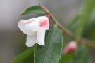 Camellia cuspidata (species Camellia)