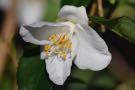 Camellia cuspidata (species Camellia)