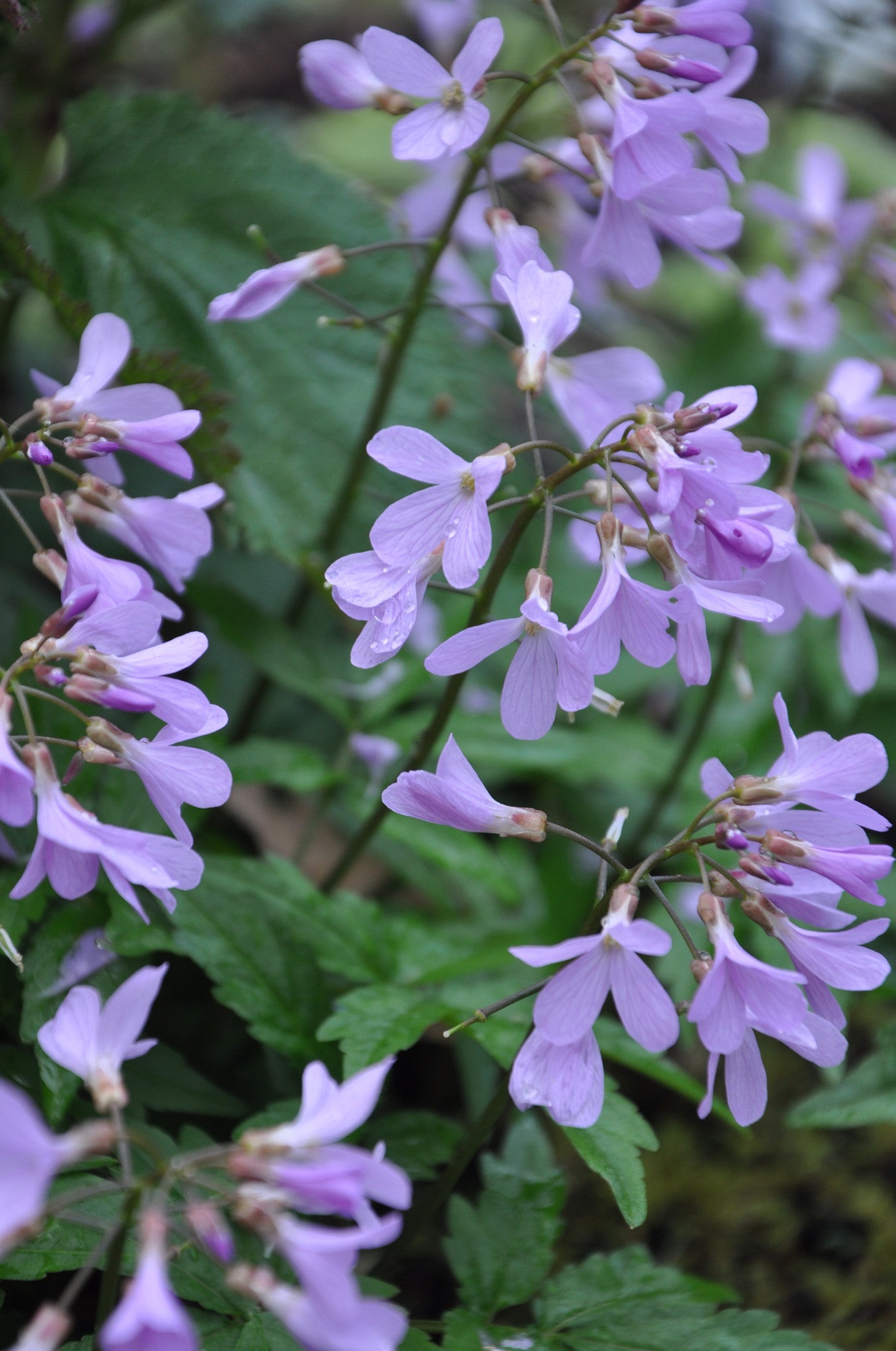 Cardamine quinquefolia (Black Sea Toothwort)