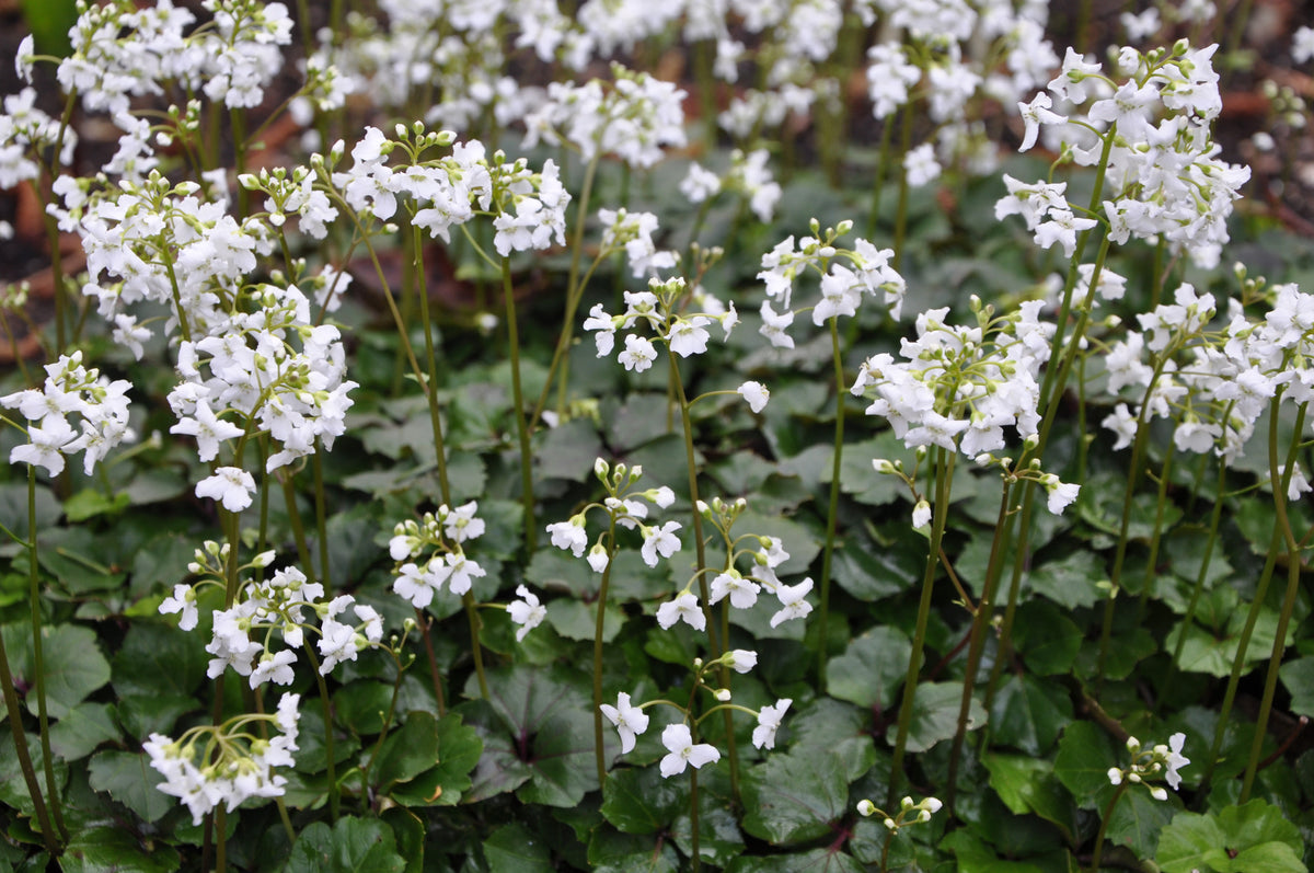 Cardamine trifolia   (Evergreen Cardamine)