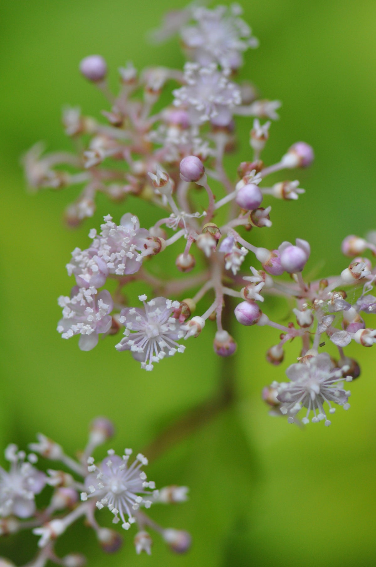 Cardiandra alternifolia (Herbaceous Hydrangea)