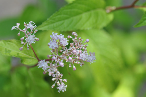Cardiandra alternifolia (Herbaceous Hydrangea) - Keeping It Green Nursery