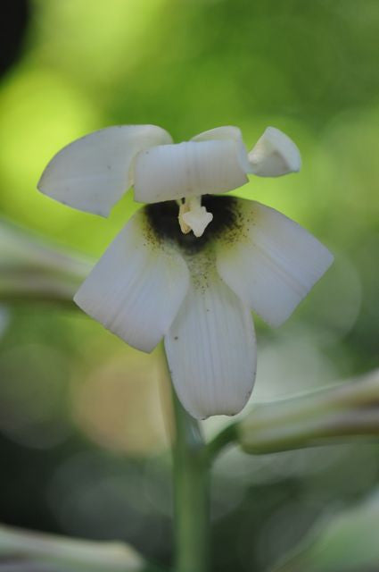 Cardiocrinum cordatum var. glehnii  (Giant Himalayan Lily aka. Queen of the Garden)