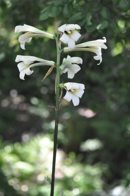 Cardiocrinum cordatum var. glehnii  (Giant Himalayan Lily aka. Queen of the Garden)