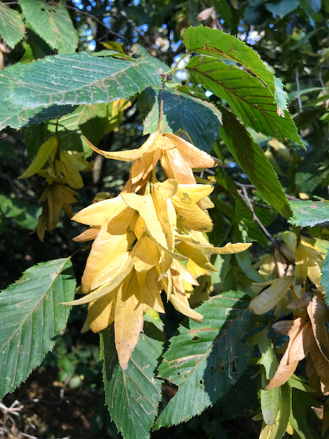 Carpinus betulus  (Hornbeam)