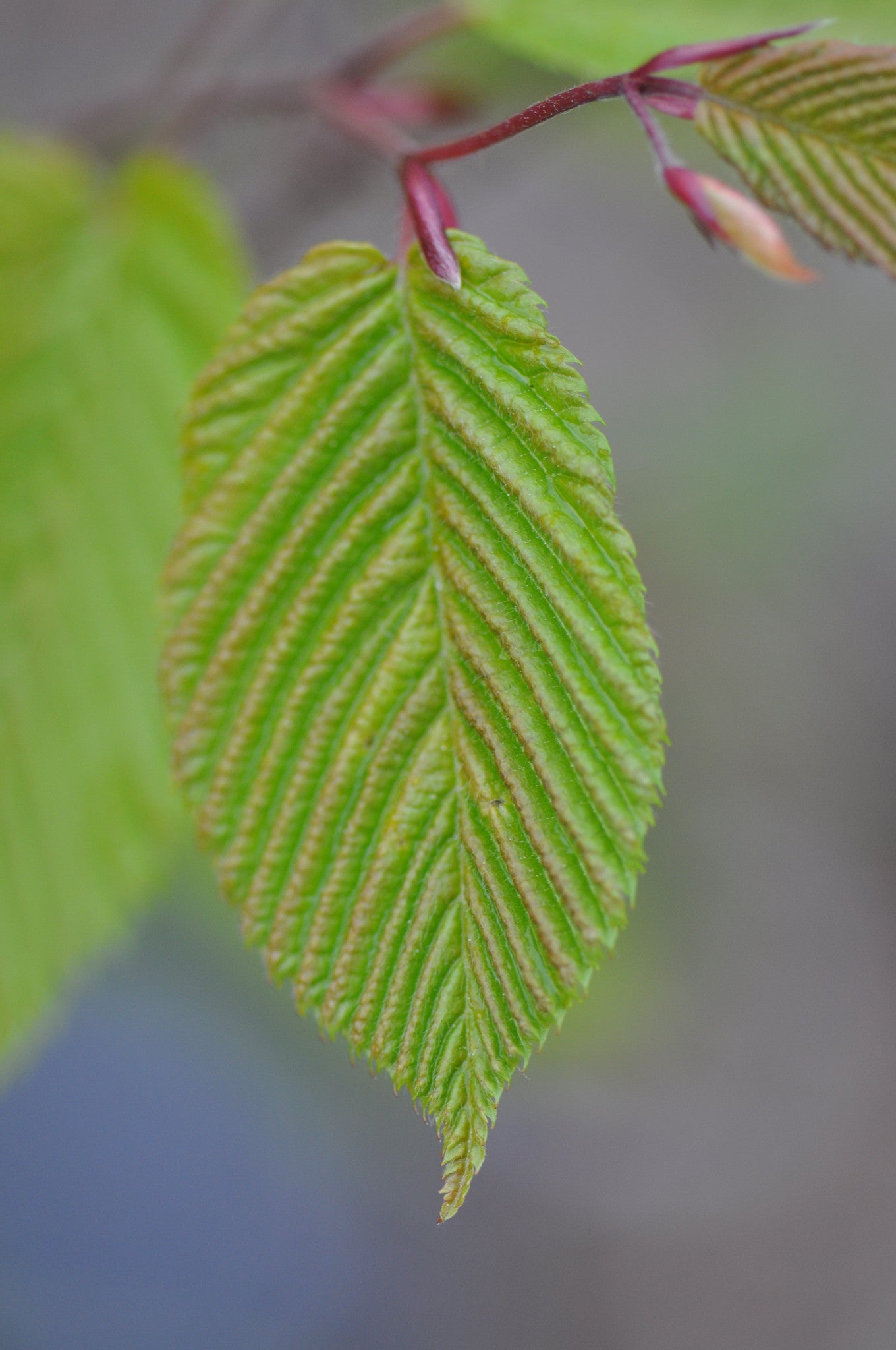 Carpinus cordata  (Heartleaf Hornbeam)