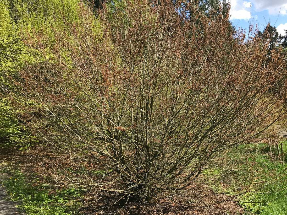 Carpinus coreana  (Korean Hornbeam)