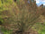 Carpinus coreana  (Korean Hornbeam)