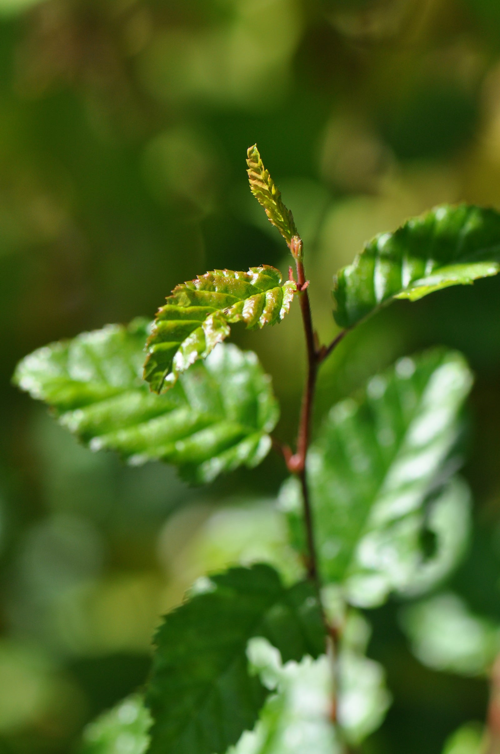 Carpinus coreana 'Model Rocket'  (Korean Hornbeam)